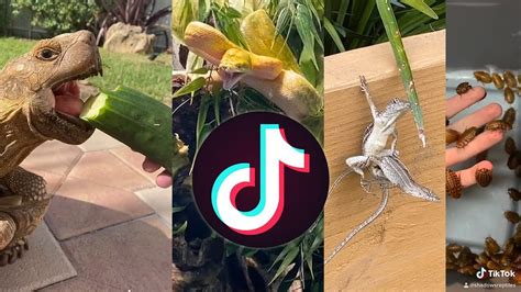 iguana poza discord|TikTok Zone .